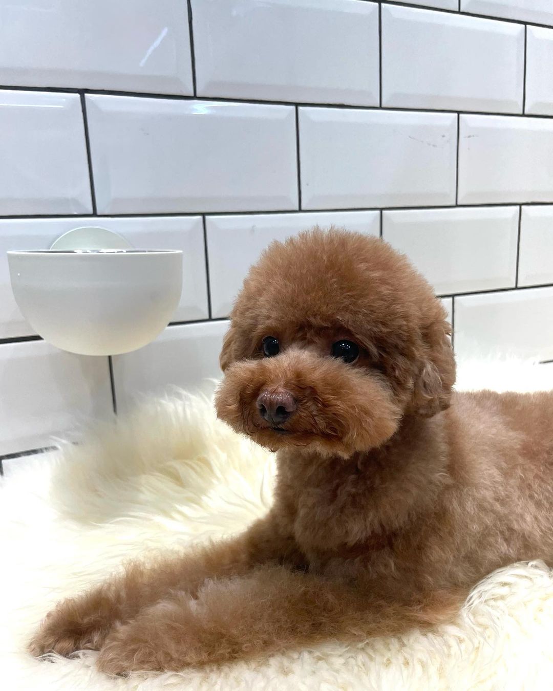 Portable and washable wall mounted dog bowl is waiting for you!