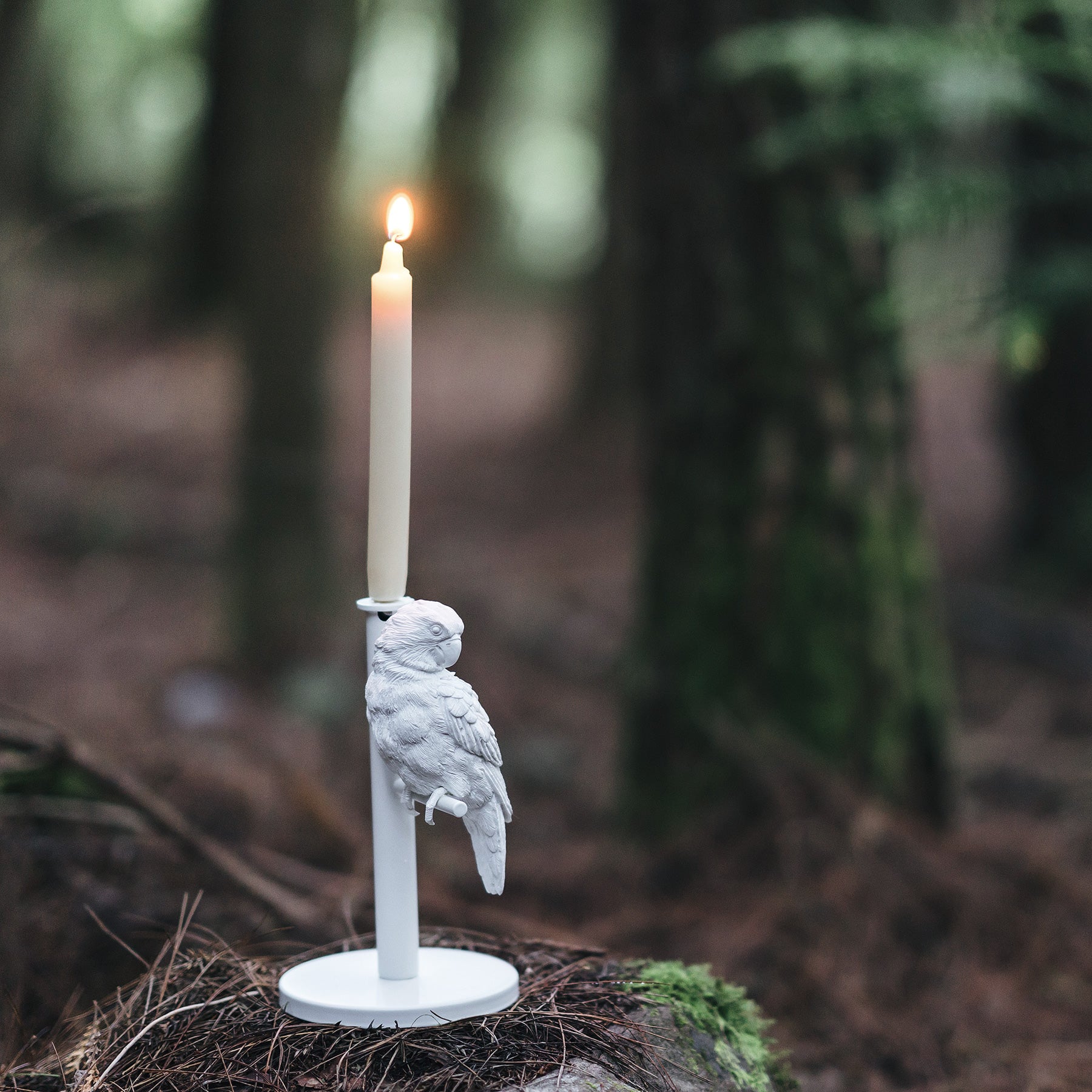 Get cozy with our parrot single candleholder in day and night
