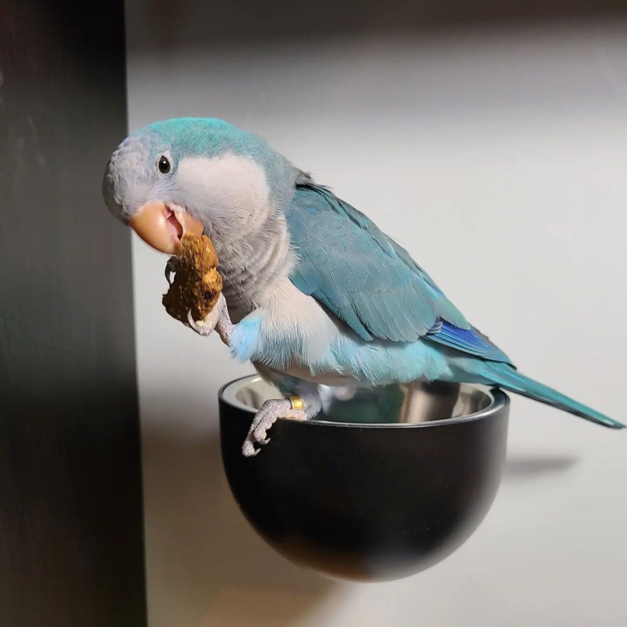 A bird bowl feeder can be stuck to various areas: walls, glass, tile!