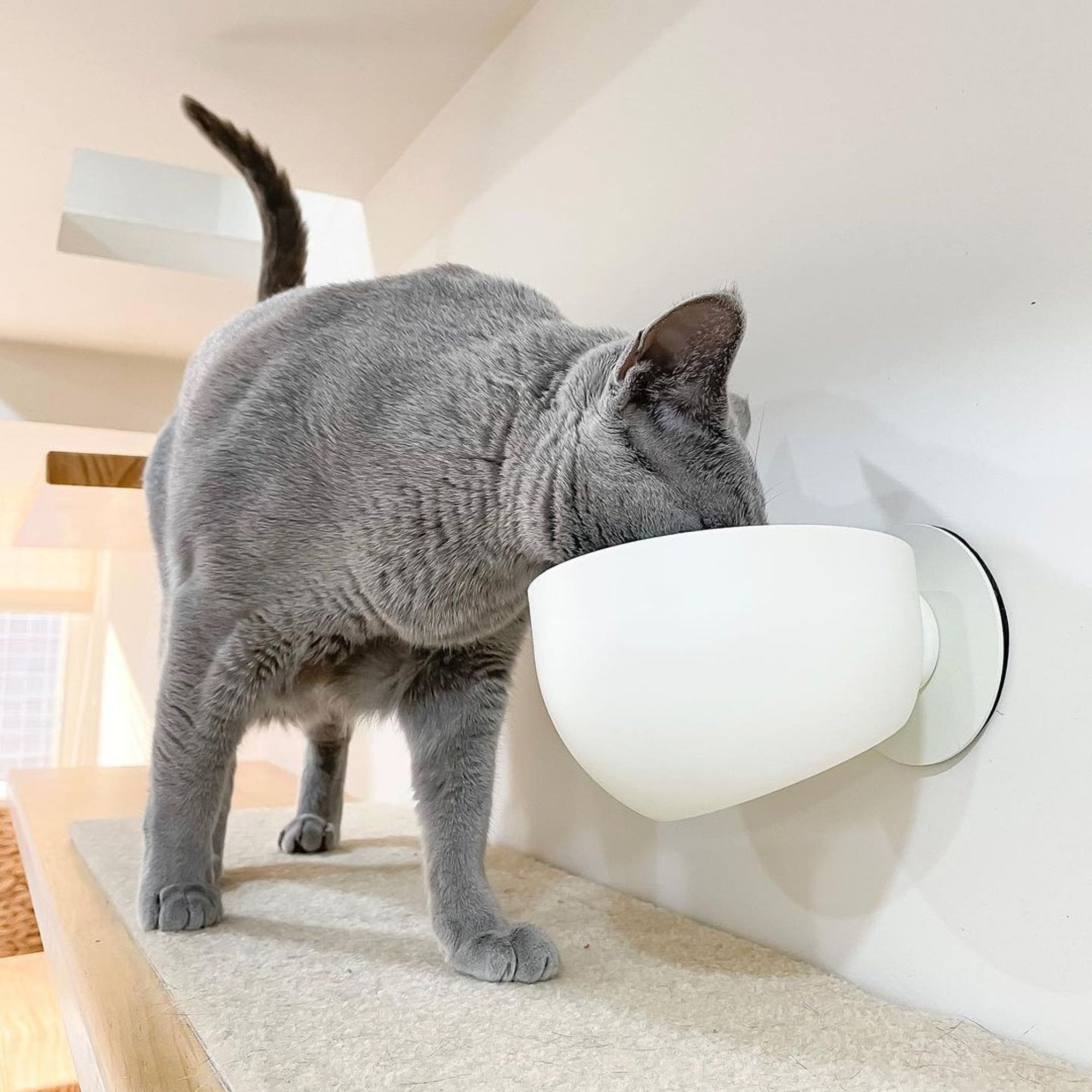 Your kitty will love the self-magnetic portable sticky cat bowl!